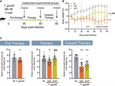 Sulfadiazine Plus Pyrimethamine Therapy Reversed Multiple Behavioral and Neurocognitive Changes in Long-Term Chronic Toxoplasmosis by Reducing Brain Cyst Load and Inflammation-Related Alterations